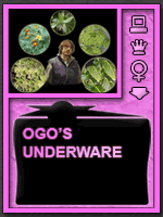 Ogo's Underware game picture